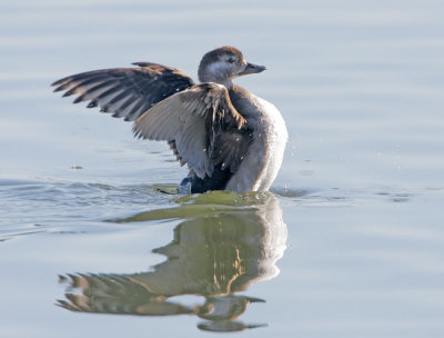 Long-tailed Duck, first-winter male