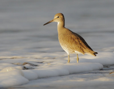 Willet, at sunrise