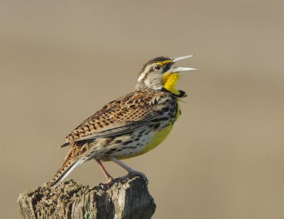 Western Meadowlark, male singing