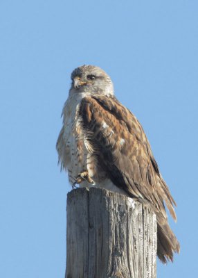 Ferruginous Hawk, juvenile, injured leg