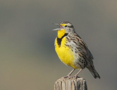 Western Meadowlark, male singing