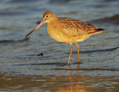 Marbled Godwit, sunset