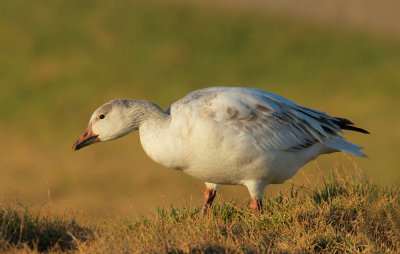 Snow Goose, first winter