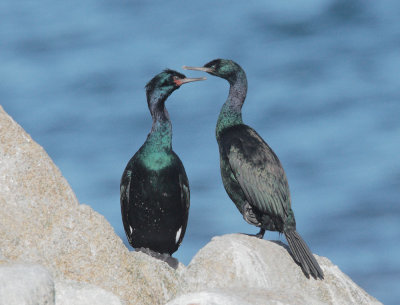 Pelagic Cormorants, breeding plumage