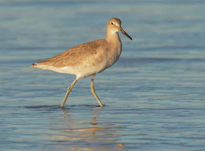 Willet