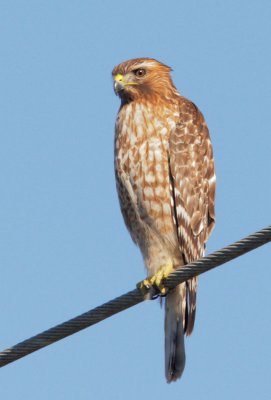 Red-shouldered Hawk, first winter