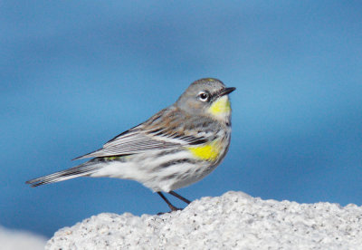 Yellow-rumped Warbler, Audubon's