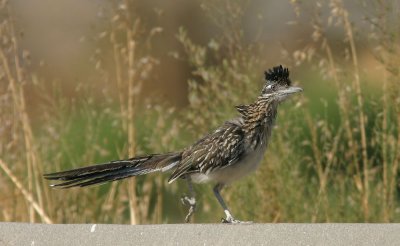 Greater Roadrunner