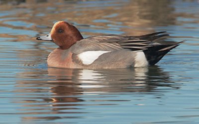 Eurasian Wigeon, male