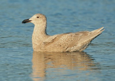 Glaucous-winged Gull, first winter