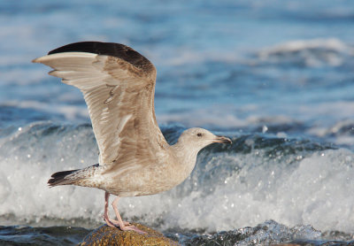 Glaucous-winged x Western Gull(?), first winter