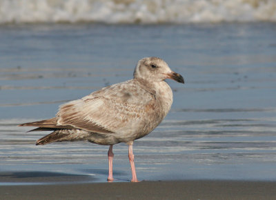 Glaucous-winged  x Western Gull(?), first winter
