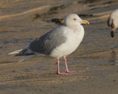 Glaucous-winged x Herring Gull(?), adult