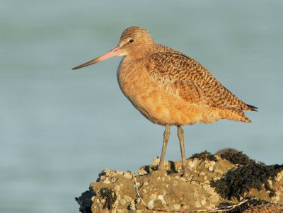 Marbled Godwit, sunset