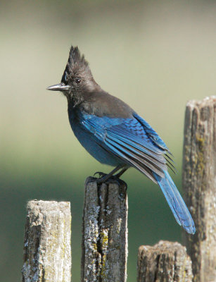 Steller's Jay