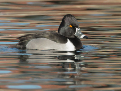 Ring-necked Duck, male