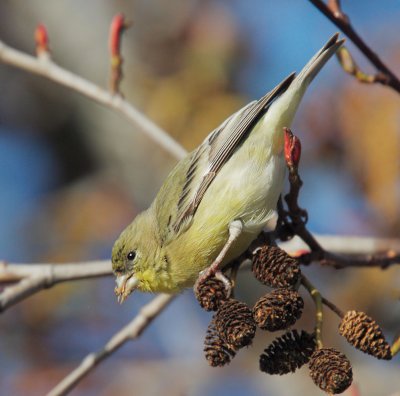 Lesser Goldfinch, female