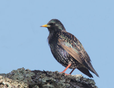 European Starling