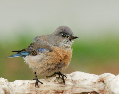 Western Bluebird, female