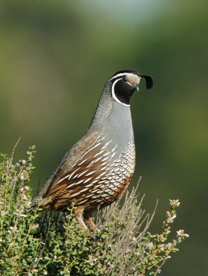 California Quail, male