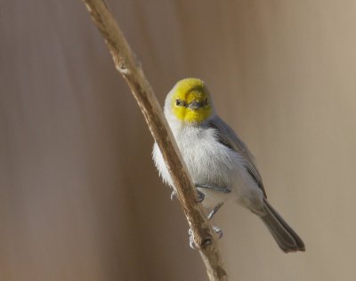 Verdin