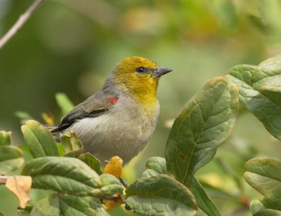 Verdin