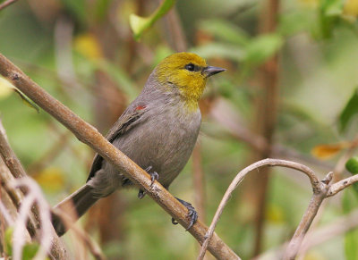 Verdin