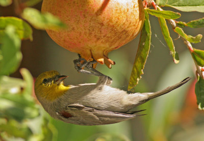 Verdin