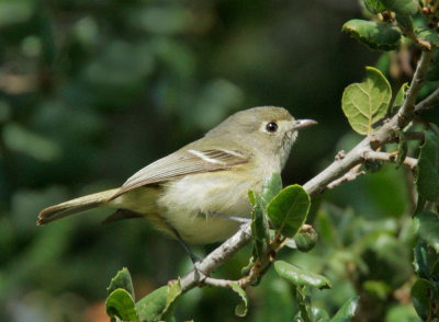 Hutton's Vireo