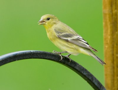 Lesser Goldfinch, female