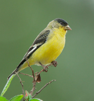 Lesser Goldfinch, male