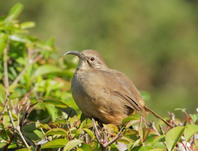 California Thrasher