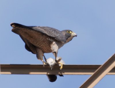 Peregrine Falcon, feeding