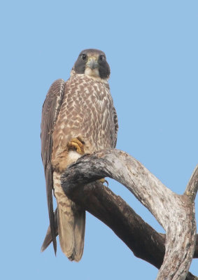 Peregrine Falcon, juvenile