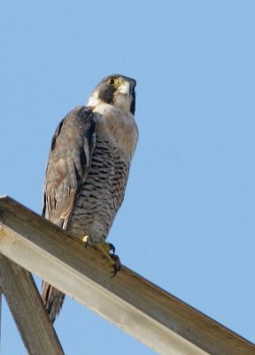 Peregrine Falcon