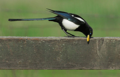 Yellow-billed Magpie, wiping bill