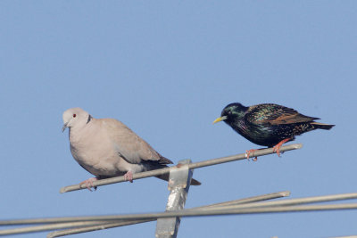 Eurasian Collared-Dove with European Starling