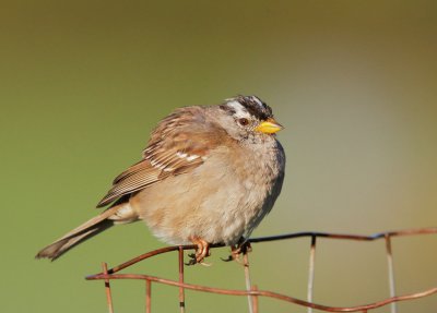 White-crowned Sparrow, Puget Sound, cold morning