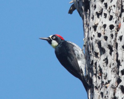 Acorn Woodpecker, male, at granary tree