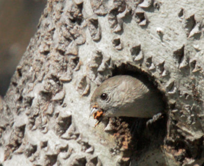 Oak Titmouse, excavating nest