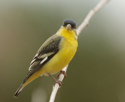 Lesser Goldfinch, male