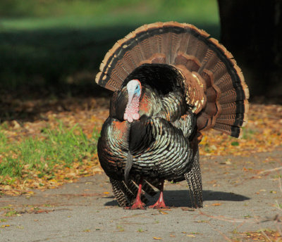Wild Turkey, male displaying