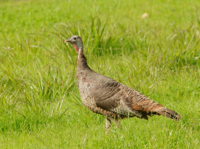 Wild Turkey, female