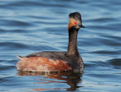 Eared Grebe, breeding plumage