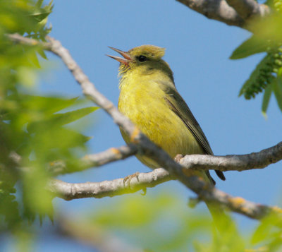 Orange-crowned Warbler, lutescens, singing male