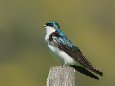 Tree Swallow