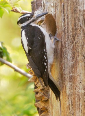 Hairy Woodpecker, female at nest