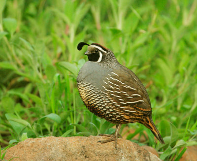 California Quail, male