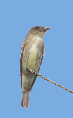 Olive-sided Flycatcher