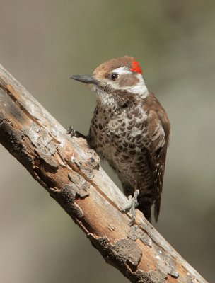 Arizona Woodpecker, male